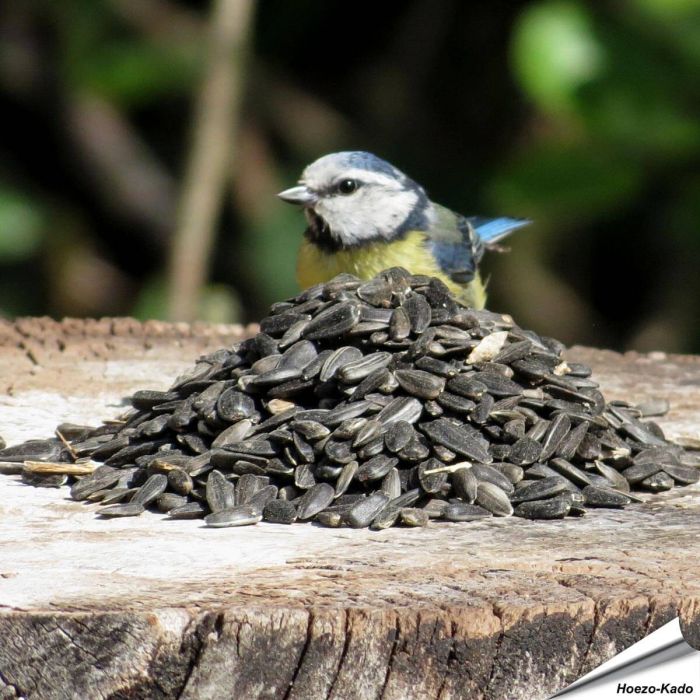 Schwarze Sonnenblumenkerne für Wildvögel