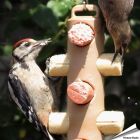 Energierollenpaket - Energierollen und Futterspender ➤ Jetzt bestellen im Alles für Vögel Shop