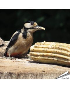XXL-Energierolle mit getrockneten Insekten ✔️ Premium Vogelfutter für Gartenvögel ✔️ Optimal geeignet zur Ganzjahresfütterung von Wildvögel ✔️ Kaufe im Alles für Vögel Shop