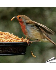 Schonend getrocknete Mehlwürmer für Tiere von Aniculis ✔️ Hoher Anteil an Proteinen, Vitaminen und Nährstoffen ✔️ 100% Naturprodukt ➤ Bequem online bestellen bei Alles für Vögel