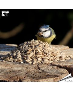 Geschälte Sonnenblumenkerne (2 kg)