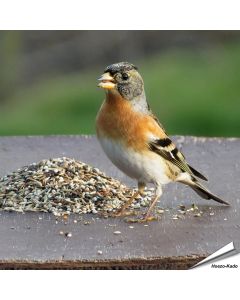 Wildvogelfutter speziell auf die Bedürfnisse von Gimpel und andere Finken zusammengestellt ✔️ Ausgewogene, natürliche Zusammensetzung ➤ Bestelle online bei Alles für Vögel