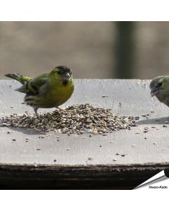 Speziell zusammengestelltes Aniculis-Wildvogelfutter für Zeisige, Stieglitze und Finken ✔️ Natürliche, ausgewogene und hochwertige Zusammensetzung ✔️ Bestelle online bei Alles für Vögel