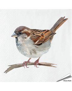 Servietten - Haussperling - Motiv | 20 Stück | Alles für Vögel