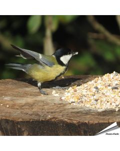 Premium Futtersäulen-Mix mit Anissamen (1 kg)