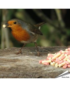 Energiereicher Leckerbissen-Mix für Gartenvögel ✓ Mit Insekten- und Beerenpellets ✓ Premium Qualität ✓ Ganzjährige Fütterung von Wildvögel ✓ kaufe bei Alles für Vögel