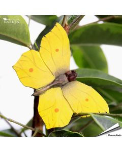DecoButterfly - Zitronenfalter