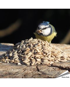 Geschälte Sonnenblumenkerne (5 kg)