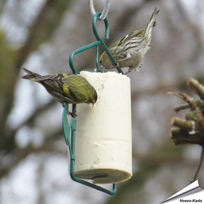 Energiekuchen mit getrockneten Insekten ✓ Kalorien- und proteinreiches Wildvogelfutter ✓ Reich an essentiellen Fetten ✓ Vogelfutter von Alles für Vögel