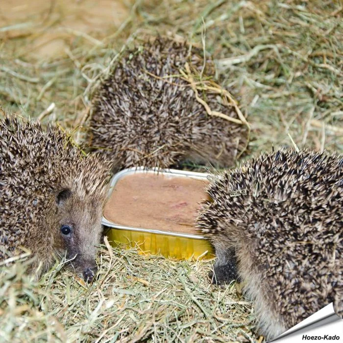Biologisches Igelfutter online kaufen? | Alles für Vögel