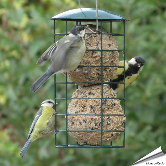 Meisenknödelspender für Riesen-Meisenknödel von Aniculis ✔️ Langlebiger, pulverbeschichteter Stahl ✔️ Für kleine und mittelgroße Gartenvögel ✔️ Direkt online bestellen bei Alles für Vögel