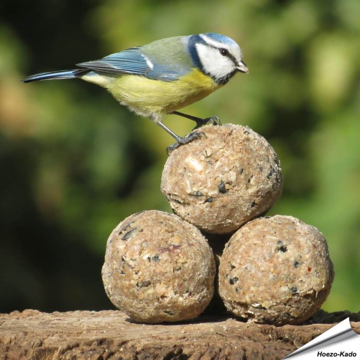 Insektenfett-Meisenknödel ✔️ Energie- und proteinreiche Futterknödel ohne Netz ✔️ Hoher Fettgehalt ✔️ Ganzjährig zu verwenden ➤ Online kaufen bei Alles für Vögel