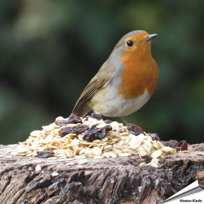 Premium Winter-Fettfutter für Rotkehlchen - Online bei Alles für Vögel