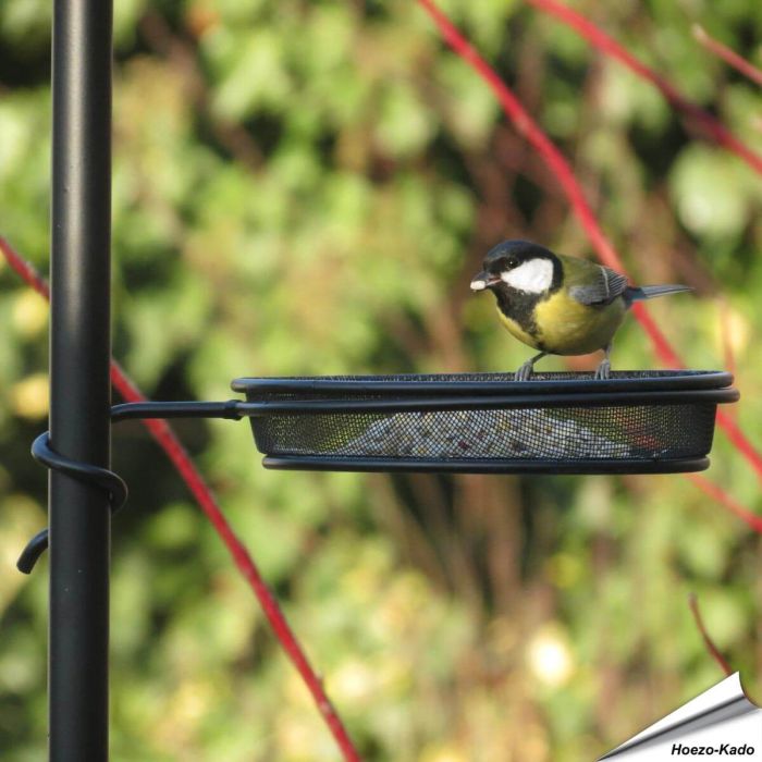 Kreiere einen zusätzliche Futterplatz mit der Wrap-around Futterschale ✔️ Kompatibel mit Pfahl Ø 22mm ✔️ Hergestellt aus robustem, pulverbeschichtetem Stahl ✔️ Kaufe direkt online bei Alles für Vögel