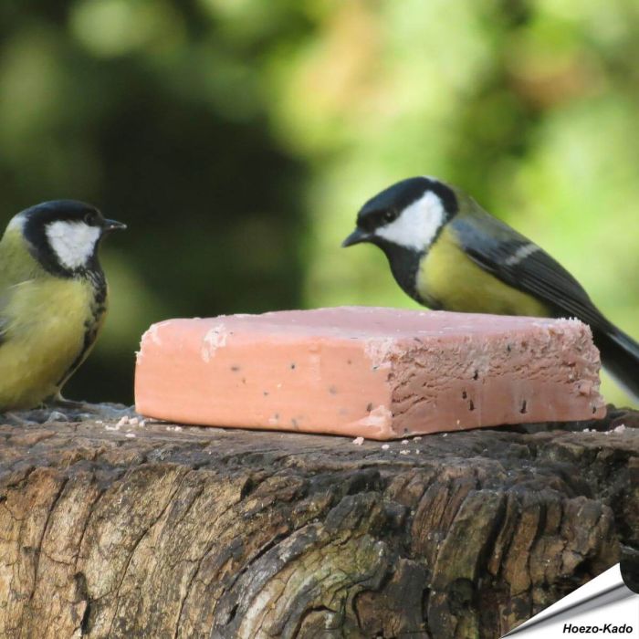 Kohlmeisen beim Aniculis Energieblock mit Beeren