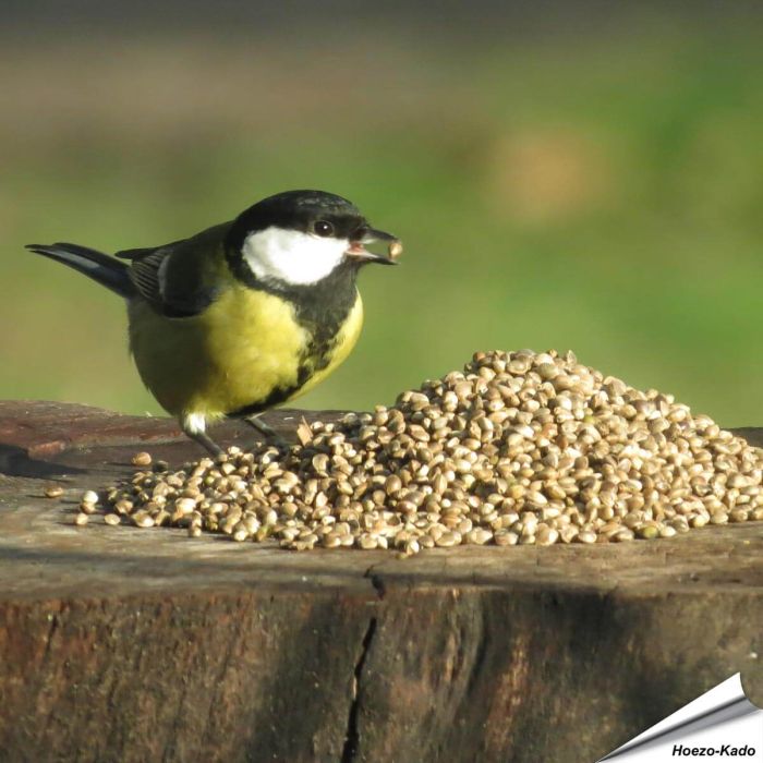 Hanfsamen als Einzelfutter für Wildvögel ✔️ Eiweiss- und proteinreiches Wildvogelfutter ✔️ Futterhanf ohne THC ➤ Jetzt online bestellen bei Alles für Vögel