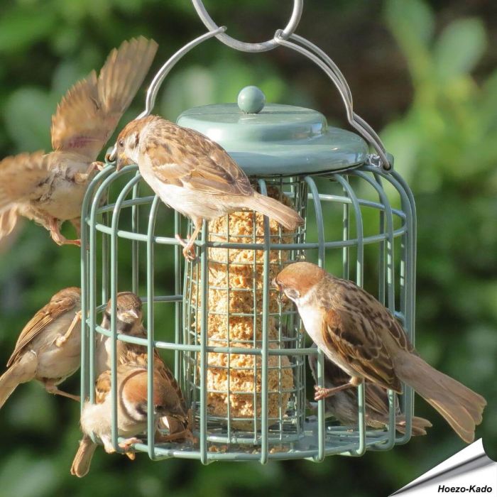 Ovale Futtersäule in Meergrün mit Schutzkäfig – Futterspender für Meisenknödel oder Energieblöcke, geeignet für kleine Wildvögel - Alles für Vögel