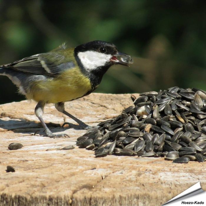 Hochwertige schwarze Sonnenblumenkerne ✔️ Extrem beliebte Futtersorte von Gartenvögel ✔️ Hoher Anteil an ungesättigten Ölen und Proteinen ➤ Online bestellen auf www.allesfuervoegel.de