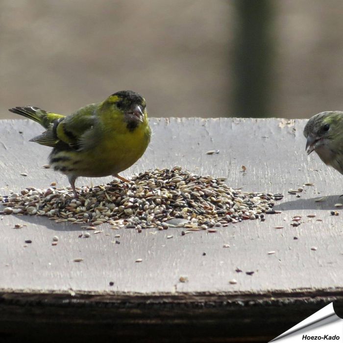 Speziell zusammengestelltes Aniculis-Wildvogelfutter für Zeisige, Stieglitze und Finken ✔️ Natürliche, ausgewogene und hochwertige Zusammensetzung ✔️ Bestelle online bei Alles für Vögel