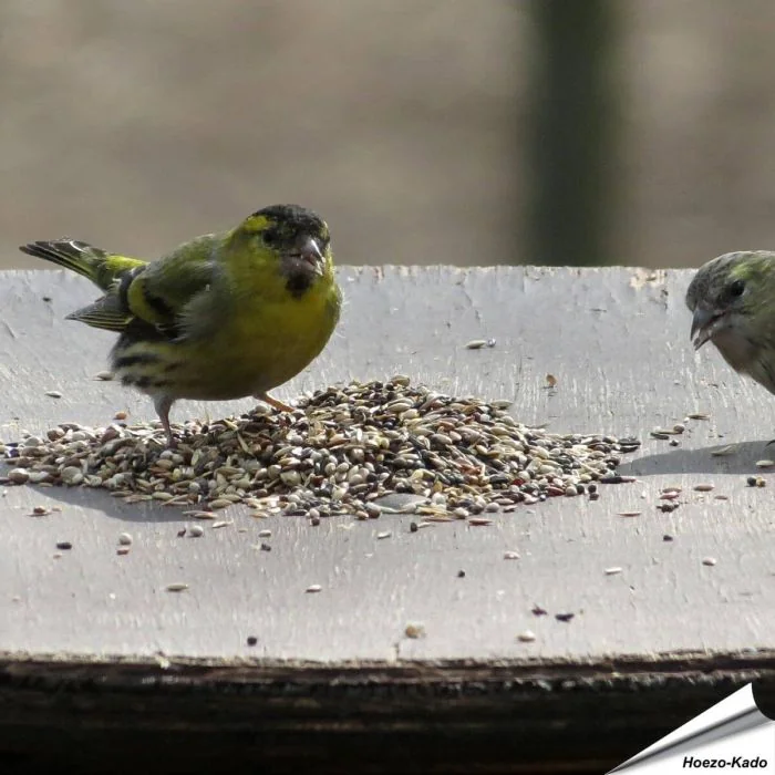 Speziell zusammengestelltes Aniculis-Wildvogelfutter für Zeisige, Stieglitze und Finken ✔️ Natürliche, ausgewogene und hochwertige Zusammensetzung ✔️ Bestelle online bei Alles für Vögel