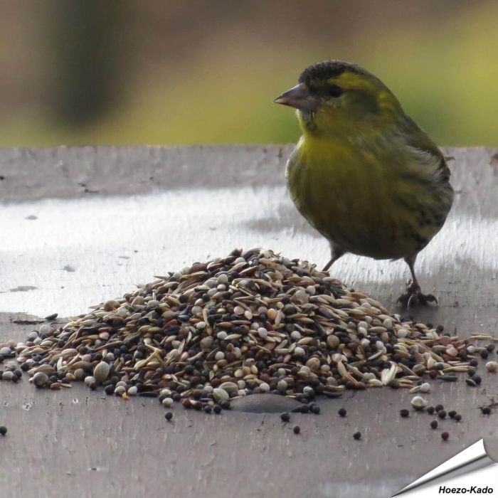 Wildvogel-Futtermischung speziell für Samenfresser ✔️ Vielseitige Saatenmischung - Naturnah und artgerecht ✔️ Reich an Energie und Nährstoffen ➤ Bestelle online bei Alles für Vögel