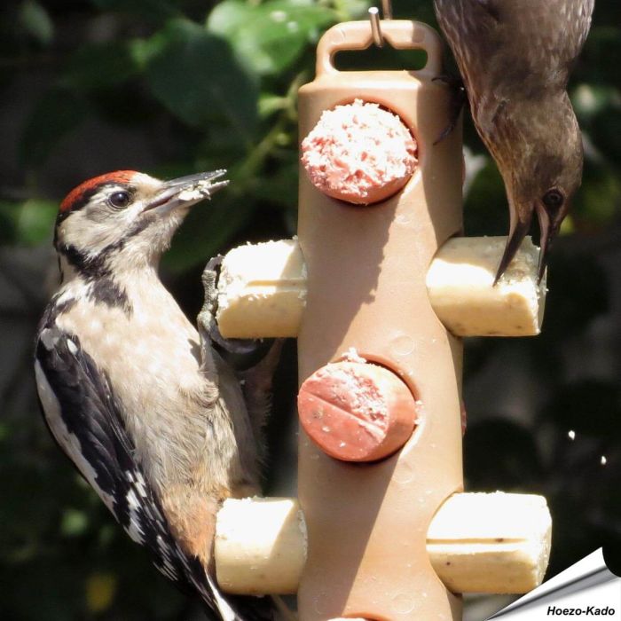 Energierollenpaket - Energierollen und Futterspender ➤ Jetzt bestellen im Alles für Vögel Shop