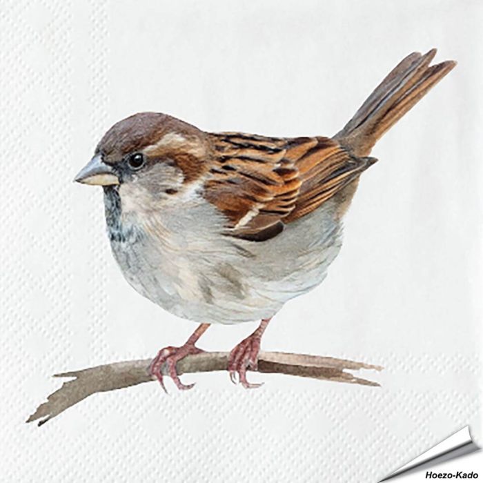 Servietten - Haussperling - Motiv | 20 Stück | Alles für Vögel