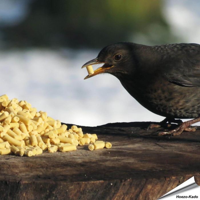 Leckerbissen mit Insekten für Wildvögel - www.allesfuervoegel.de