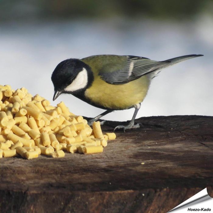 Traktatie met insecten (550g)