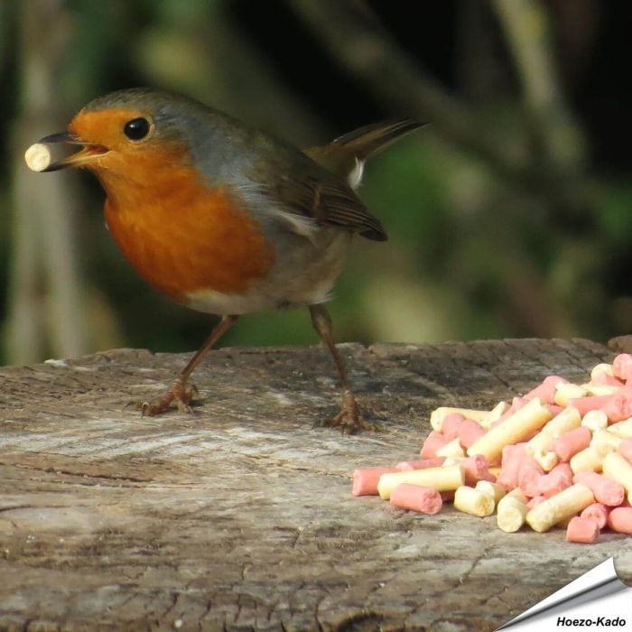 Energiereicher Leckerbissen-Mix für Gartenvögel ✓ Mit Insekten- und Beerenpellets ✓ Premium Qualität ✓ Ganzjährige Fütterung von Wildvögel ✓ kaufe bei Alles für Vögel