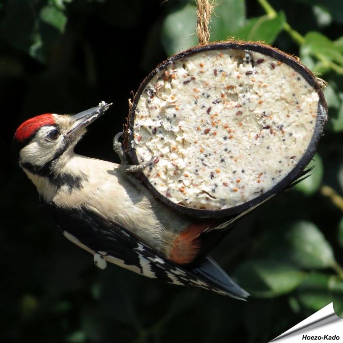 Gefüllte Kokosnuss mit Mehlwürmer - halb ✔️ Hochwertige Energiequelle für wildlebende Vögel ✔️ Leicht zu hängen ➤ Jetzt online kaufen bei Alles für Vögel