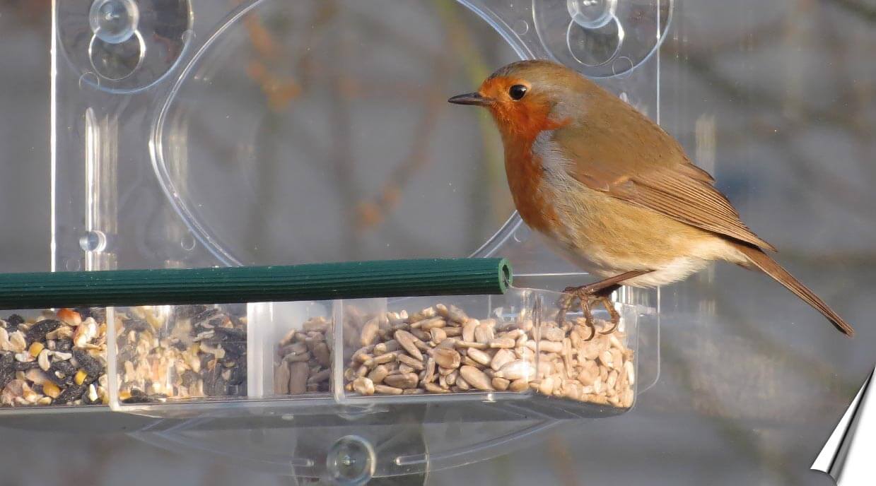 Raamvoederhuisjes koop je bij Vogelhuisje.com