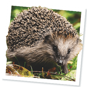 Igel (Erinaceus europaeus) Igel (Erinaceus europaeus)