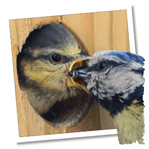 Blaumeise füttert einen Jungvogel