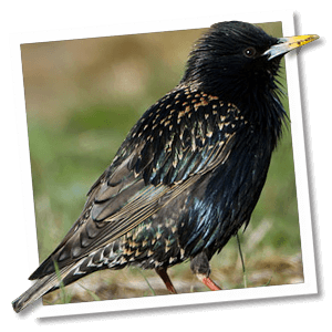 Star (Sturnus vulgaris) Star (Sturnus vulgaris)