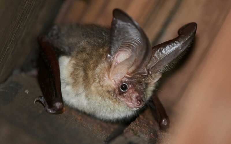 Fledermäuse - Lautlose Jäger mit Superkräften - Alles für Vögel Fledermäuse - Lautlose Jäger mit Superkräften - Alles für Vögel
