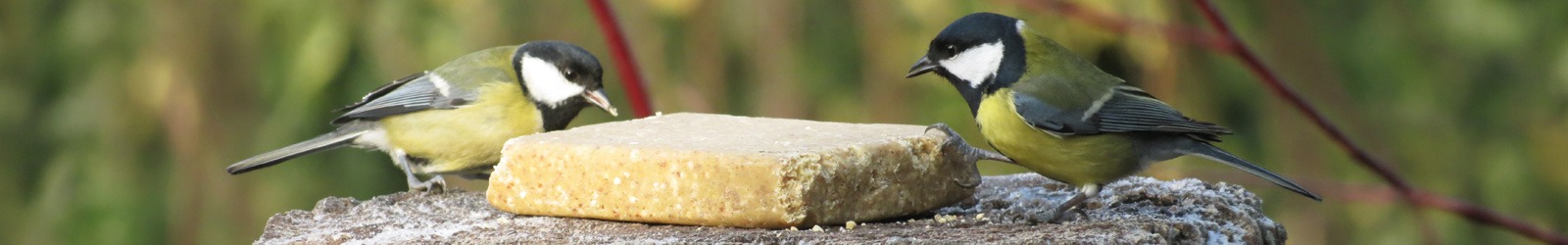 Vegan - Fettprodukte f&uuml;r Wildv&ouml;gel mit pflanzlichen Fetten - Alles f&uuml;r V&ouml;gel
