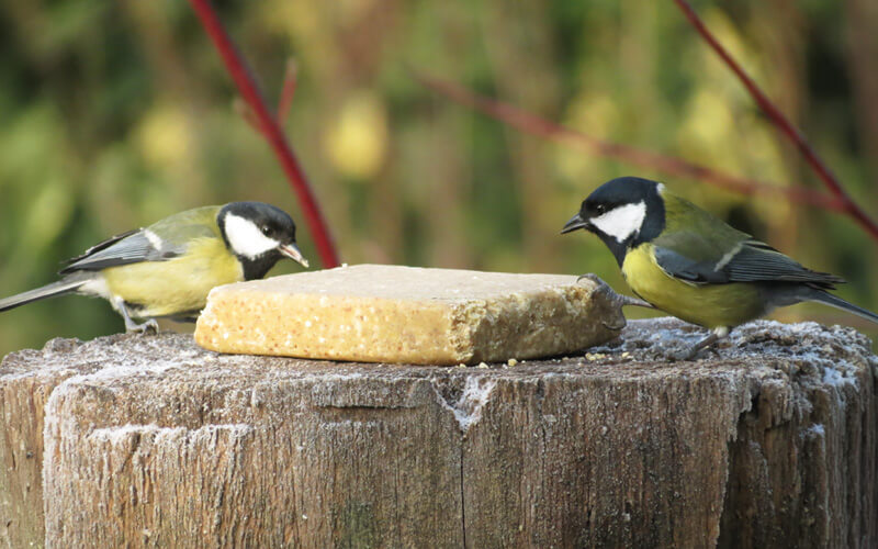 Vegan - Fettprodukte f&uuml;r Wildv&ouml;gel mit pflanzlichen Fetten - Alles f&uuml;r V&ouml;gel