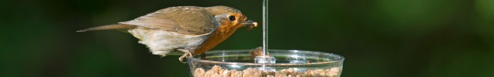 I Love Robins Futtersysteme - Weil Rotkehlchen einfach jeder mag - Alles für Vögel Online-Shop I Love Robins Futtersysteme - Weil Rotkehlchen einfach jeder mag - Alles für Vögel Online-Shop
