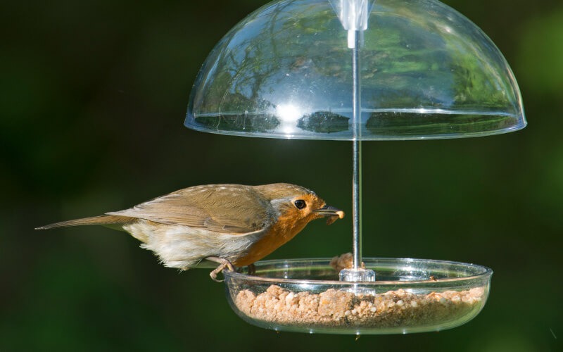 I Love Robins Futtersysteme - Weil Rotkehlchen einfach jeder mag - Alles für Vögel Online-Shop I Love Robins Futtersysteme - Weil Rotkehlchen einfach jeder mag - Alles für Vögel Online-Shop