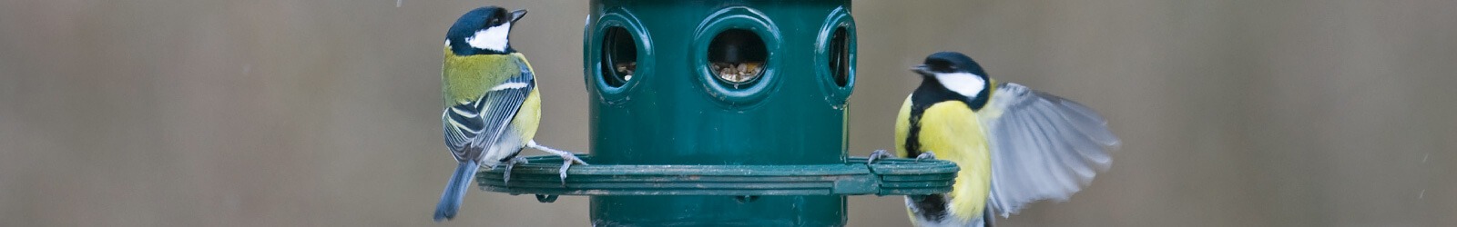 Squirrel Buster Futtersysteme - Wenn grosse Vögel draußen bleiben müssen - Alles für Vögel Squirrel Buster Futtersysteme - Wenn grosse Vögel draußen bleiben müssen - Alles für Vögel