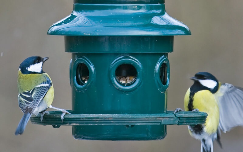 Squirrel Buster Futtersysteme - Wenn grosse Vögel draußen bleiben müssen - Alles für Vögel Squirrel Buster Futtersysteme - Wenn grosse Vögel draußen bleiben müssen - Alles für Vögel