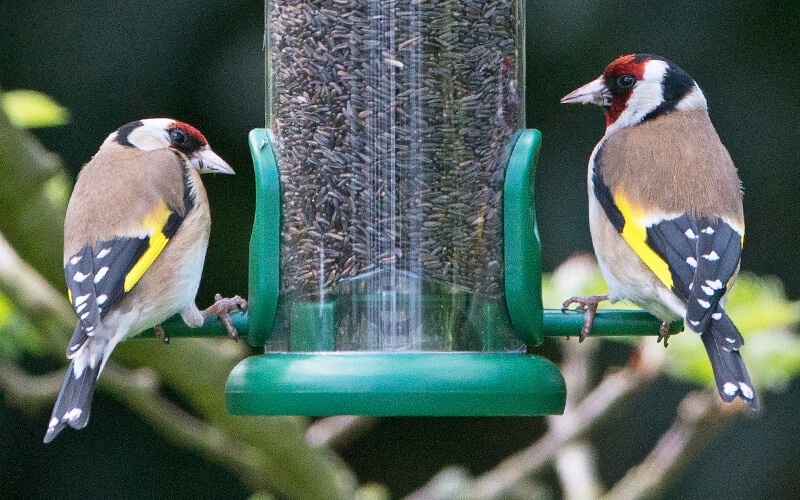 The One - Eine Futtersäule für Wildvögel, die’s einfach macht - Alles für Vögel The One - Eine Futtersäule für Wildvögel, die’s einfach macht - Alles für Vögel