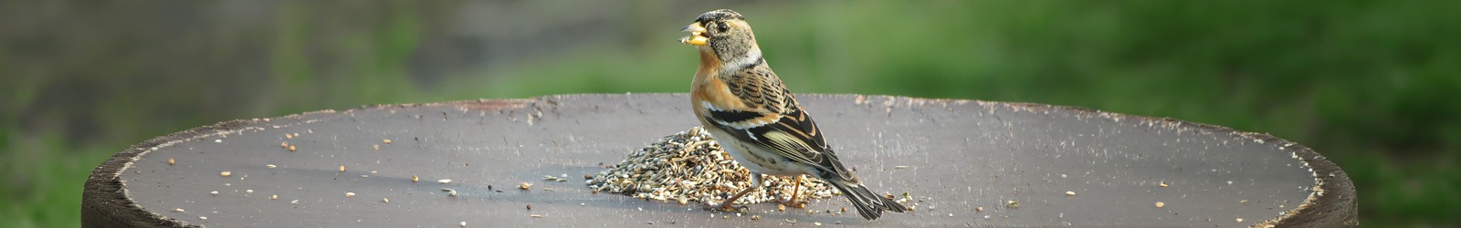 Artenspezifisches Vogelfutter - Jeder Vogel isst anders - Alles f&uuml;r V&ouml;gel