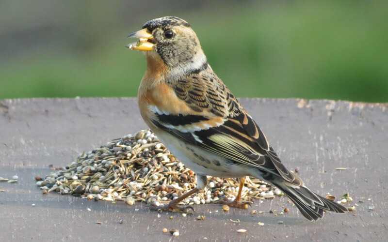 Artenspezifisches Vogelfutter - Jeder Vogel isst anders - Alles f&uuml;r V&ouml;gel
