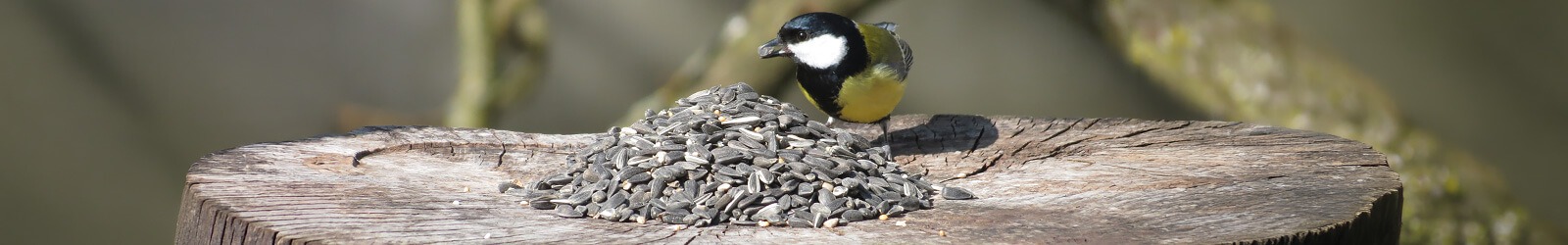 Sonnenblumenkerne - Der absolute Lieblingssnack f&uuml;r Wildv&ouml;gel - Alles f&uuml;r V&ouml;gel