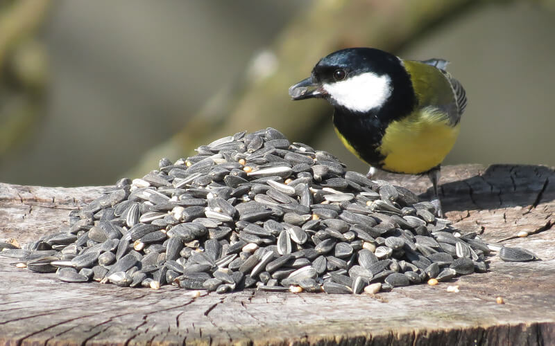 Sonnenblumenkerne - Der absolute Lieblingssnack f&uuml;r Wildv&ouml;gel - Alles f&uuml;r V&ouml;gel