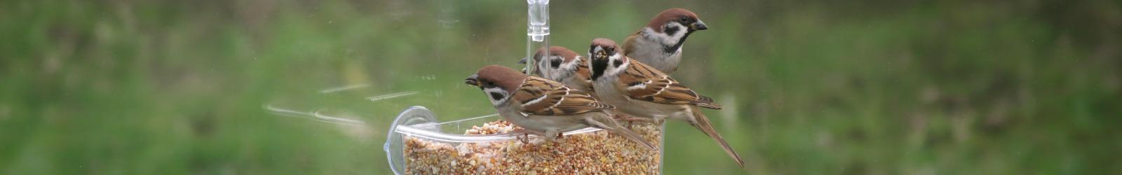Fenster-Futtersysteme - Vogelerlebnis direkt vor deiner Scheibe - Alles für Vögel Fenster-Futtersysteme - Vogelerlebnis direkt vor deiner Scheibe - Alles für Vögel