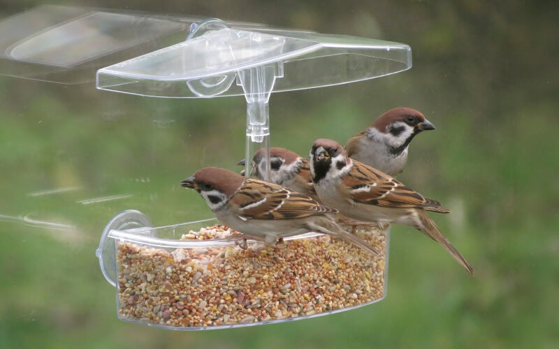 Fenster-Futtersysteme - Vogelerlebnis direkt vor deiner Scheibe - Alles für Vögel Fenster-Futtersysteme - Vogelerlebnis direkt vor deiner Scheibe - Alles für Vögel
