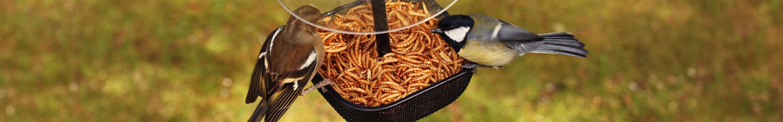 Futtersysteme für Mehlwürmer - Protein-Power für deine Gartenvögel - Alles für Vögel Futtersysteme für Mehlwürmer - Protein-Power für deine Gartenvögel - Alles für Vögel